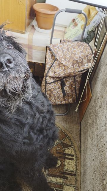 Малышка любит очень говяжьи хвосты