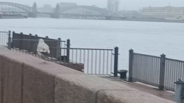В Петербурге туман даже чайки летать не хотят)))