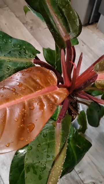 Филодендрон Принц Оранж смотреть онлайн