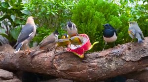 Наблюдаем за природой: белки и птицы на стене зимнего сада — видео для кошек