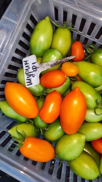 2 ТОМАТА которые хранятся до следующего года, берите в 2026 год смотреть онлайн