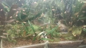 Почему гибнут растения?Какую глину использовать для растений?