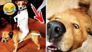 Эти милашки поднимут Вам настроение| Самые милые животные |Подборка видео | Котики | Собачки