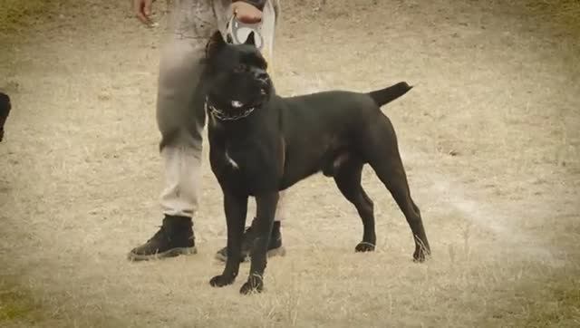 КАНЕ КОРСО. Плюсы и минусы породы итальянский мастиф CANE CORSO смотреть онлайн