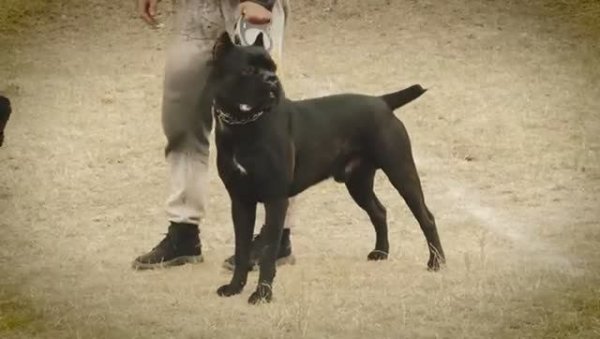 КАНЕ КОРСО. Плюсы и минусы породы итальянский мастиф CANE CORSO