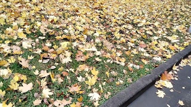 Осенние краски на даче и в Москве 2025. смотреть онлайн