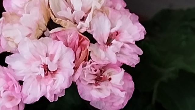 V24*СИМ Сеньорита, Ая Пряный щербет, Ая Доброе утро...25 октября.