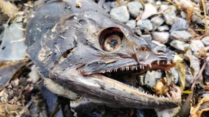 Рыбалка на удочку горбуша | ловим лосось | Природа Остров Сахалин | Дальний восток