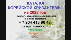 Каталог 2026 Корейские хризантемы. Отправка почтой России.