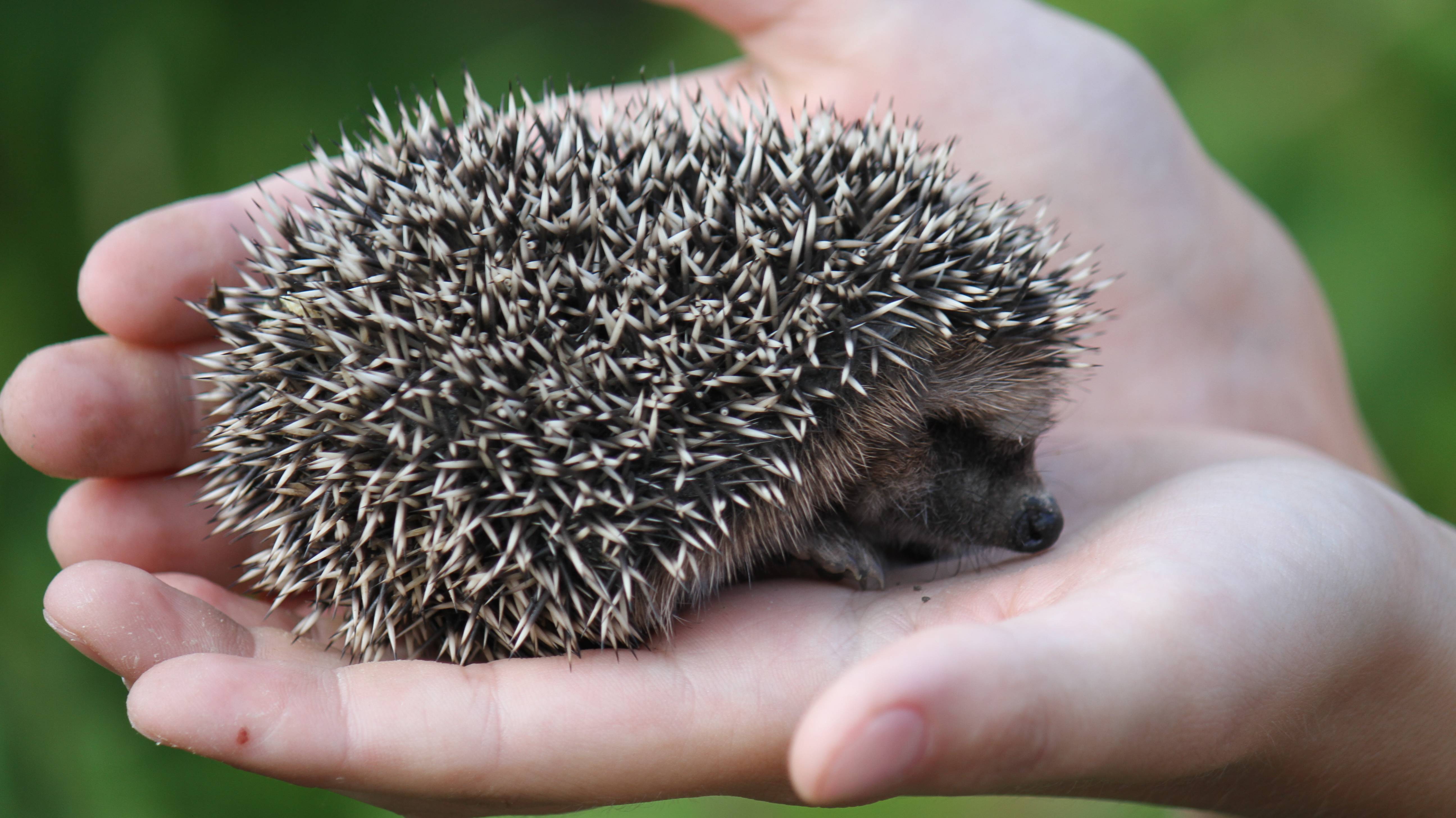 Цветная  рапсодия