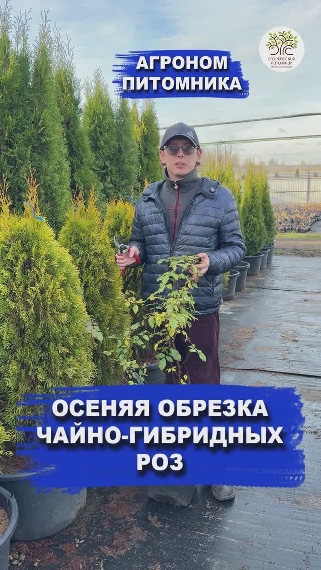 Обрезка чайно-гибридных роз осенью за 10 секунд смотреть онлайн