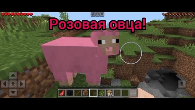 Розовая овца!!!
