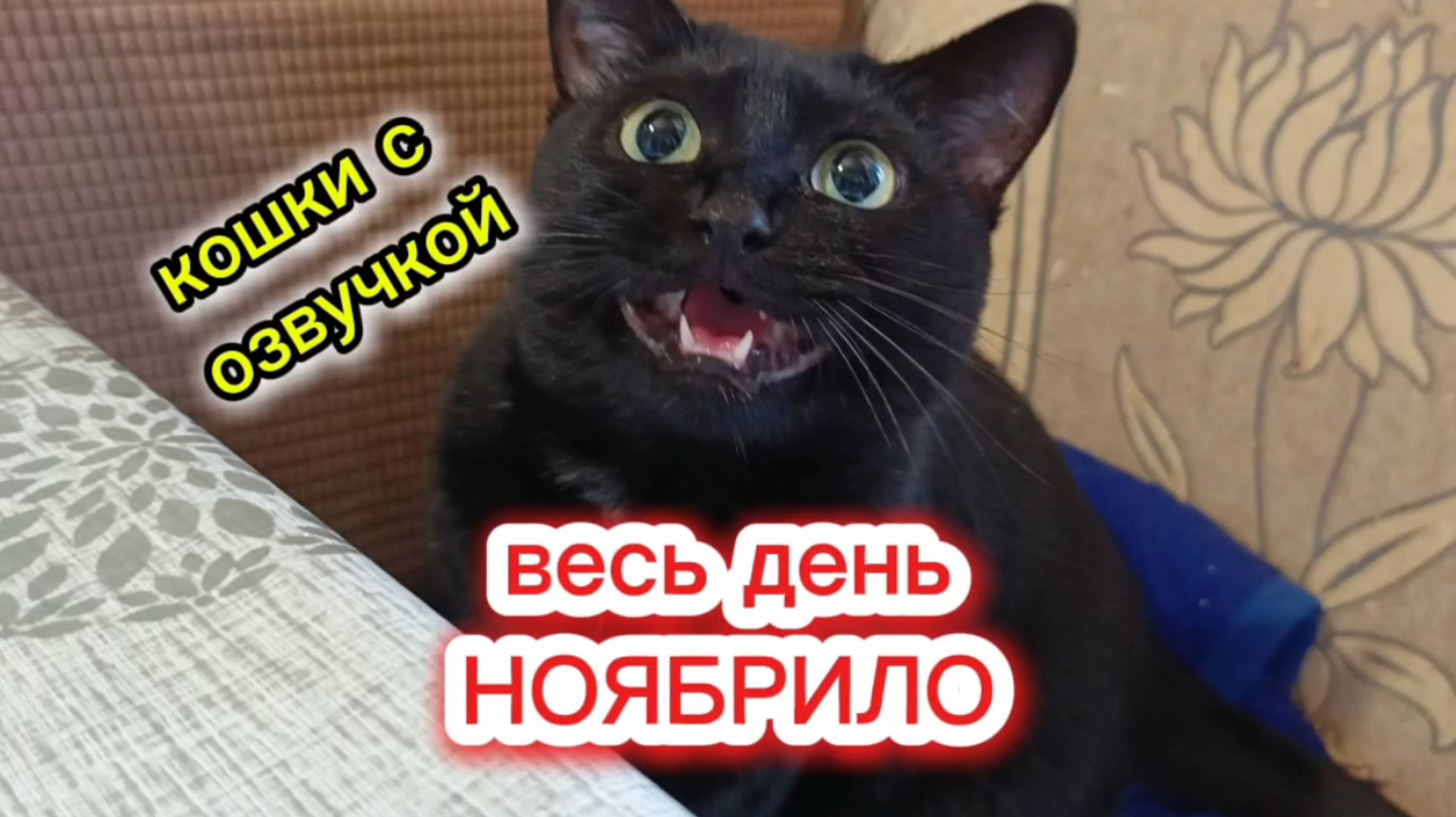 Кошки с озвучкой. смотреть онлайн