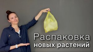 Новые растения | Распаковка | Обзор покупок | Уход | Сорта АЛОКАЗИЙ мечты