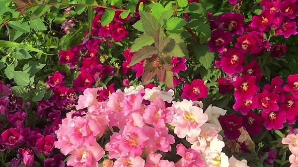 Очаровательный МАХРОВЫЙ ЛЬВИНЫЙ ЗЕВ - чрезвычайно долгое цветение.