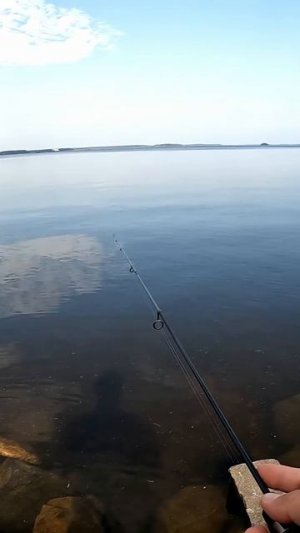Мормо, Мормо - весело, задорно!