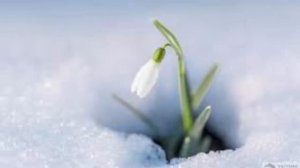 Волшебная Сказка О Подснежнике