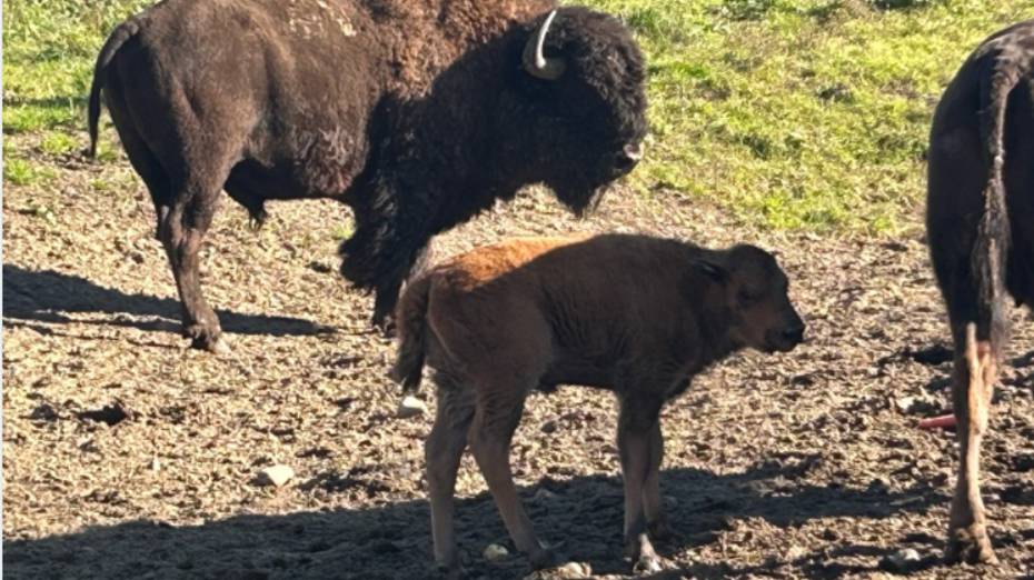 Экотропа _Вольер Зубробизонов смотреть онлайн