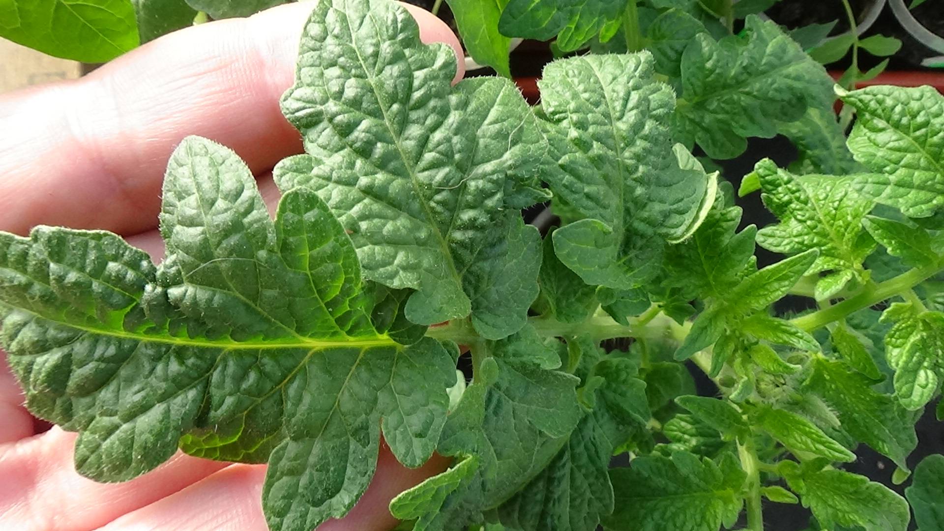 ОГОРОД БЕЗ ФИТОФТОРЫ! Послушайте советы зрителей - МАТЕМАТИЧЕСКИЕ АЛГОРИТМЫ В БОРЬБЕ С ФИТОФТОРОЙ! смотреть онлайн