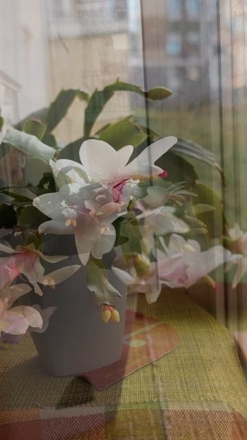 Финал 🏆 Декабрист во свсей красе ✨✨✨ смотреть онлайн