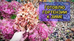Как подготовить метельчатую гортензию к зиме: ловите 6 рекомендаций от эксперта 🌸❄️