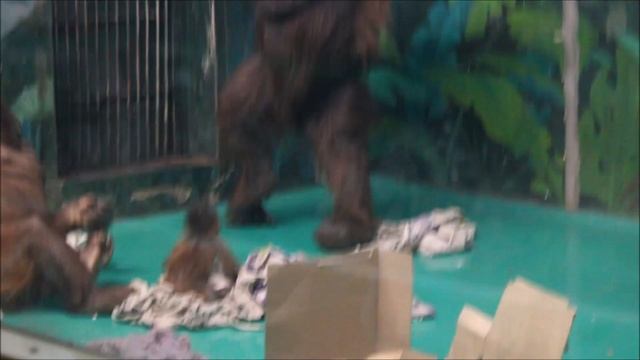 Орангутаны. Бату, Мишель и малышка Бушель 05.11.2025 смотреть онлайн