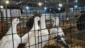 8.11.2025г ст.Бронницы Начало Ярмарки!!!