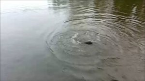 Поимки крупной форели. Клёвое место, Лосиный остров, спорт-зона.