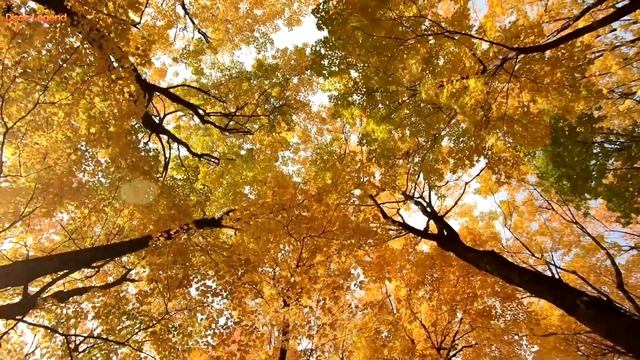 Davvi & Umar keyn - Forever Forever (Orginal Mix) смотреть онлайн