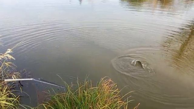 фФорель12 смотреть онлайн