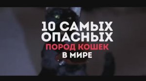 10 Самых Опасных Пород Кошек в Мире