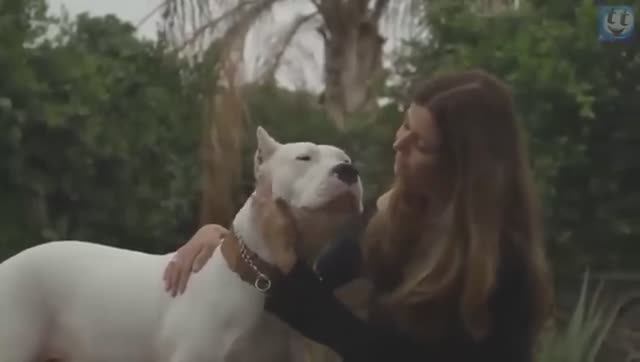 Какая самая лучшая порода собак? (Самый большой ТОП 60 пород собак) смотреть онлайн