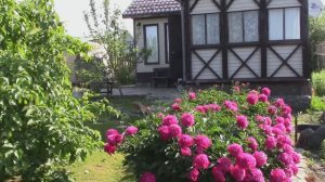 Наша дача. Апрель. Май. Июнь 2025