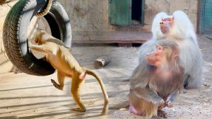 Эксперимент не удался, но Люсе все равно досталось. Красный Дракон в печали - аллергия на осень!