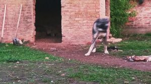 тарзан молодой боец