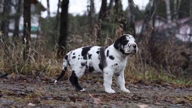 Продаётся щенок немецкого дога (на видео возраст 29 дней)