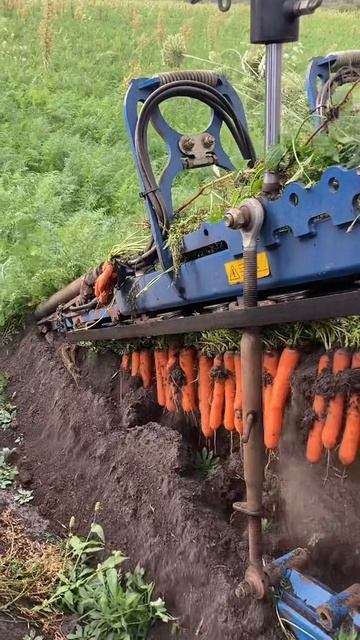 Морковный терминатор. #морковка #огород #деревня смотреть онлайн