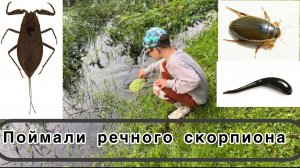 Поймали водного скорпиона сачком