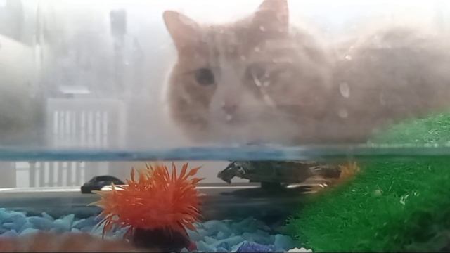 ЖИЗНЬ КОТОВ 5 сезон 4 серия 