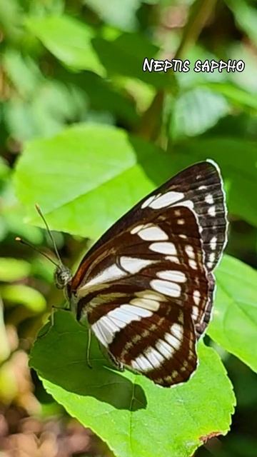 Фотоохота 2023 (Фауна Сербии) редкие насекомые и животные (Красная книга) смотреть онлайн