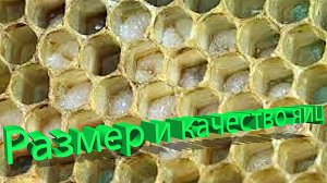 Размер и качество яиц. Объясняет профессор Кашковский