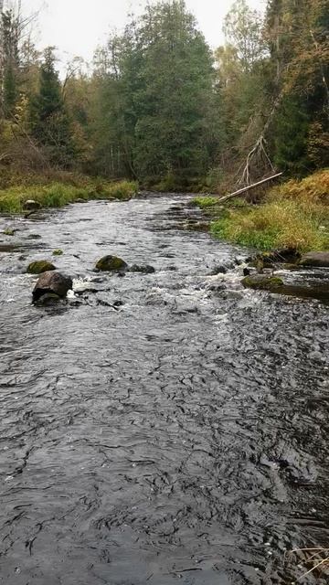 Бурная река на Карельском перешейке. смотреть онлайн