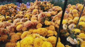 БАЛ ХРИЗАНТЕМ В КРЫМУ 2025. СТОИТ ЛИ СЕЙЧАС ЕХАТЬ. ТРОПА ПАЛЛАСА ОЧЕНЬ КРАСИВОЕ МЕСТО.