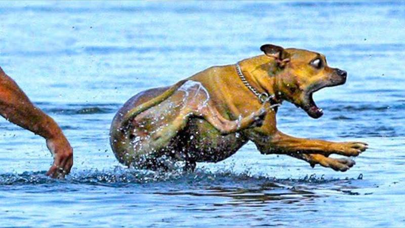 Самые смешные видео с животными 2025 года 😹 Когда животные делают самые глупые вещи! смотреть онлайн