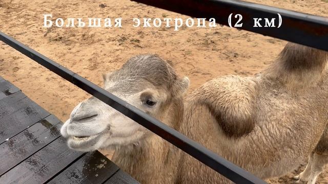 Зоопарк Аленушка ( д. Забродье, Окуловский р-н)) смотреть онлайн