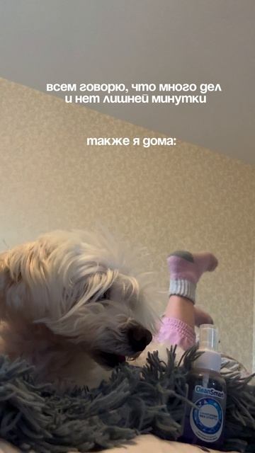 Любовь к собакам