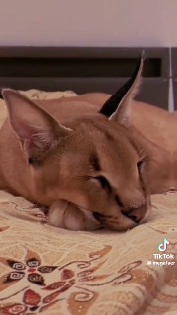 шлёпа эдит смотреть онлайн