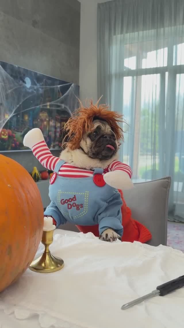 НАШИХ СОБАК КТО-ТО ПРОКЛЯЛ😱 смотреть онлайн