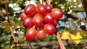 КРАСНЫЙ ВКУСНЫЙ!!!🍇🍇🍇 НОВИНКА 2025!!! Telegram, WhatsApp и Vlber +79528500417. ТЕЛ. +79054033245.