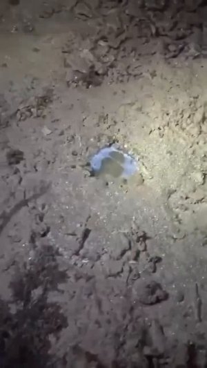 Вот почему не стоит гулять ночью по пляжу.